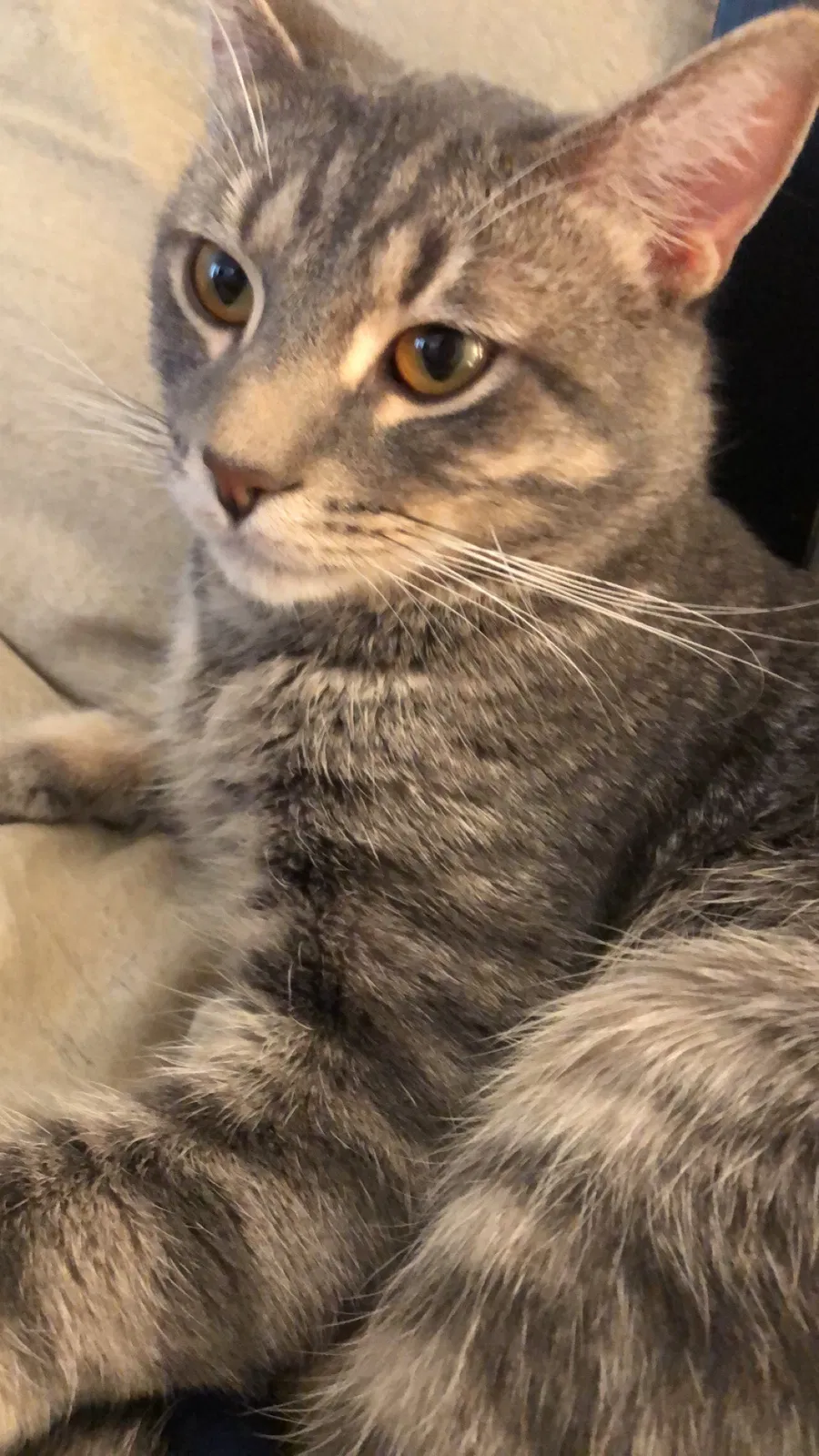 Lost cat in Philadelphia, PA, 19134