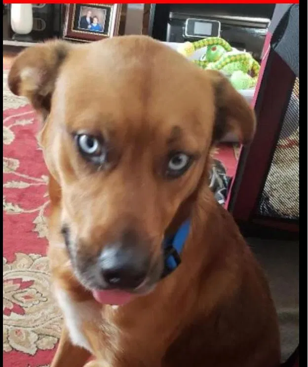 Lost dog in Orlando, FL, 32825