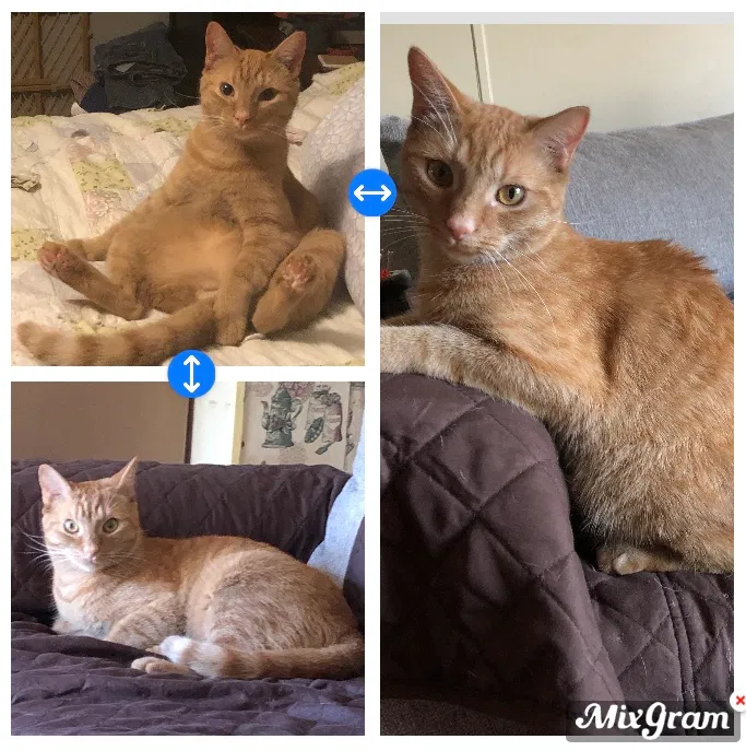Lost cat in China Grove, NC, 28023