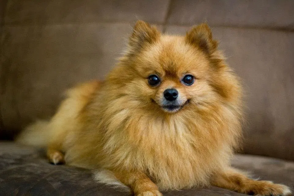 Lost dog in Youngsville, NC, 27596