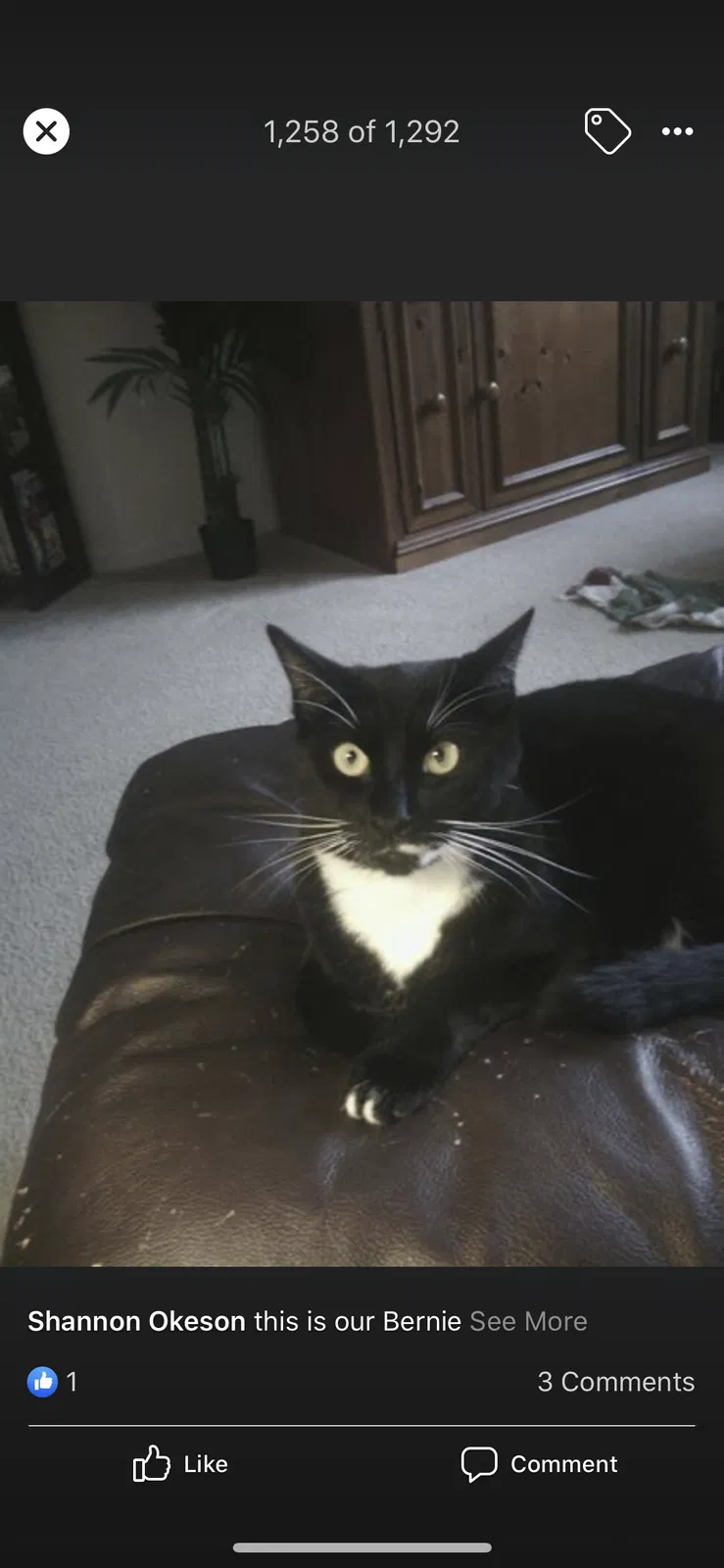 Lost cat in Unknown, FL, 0