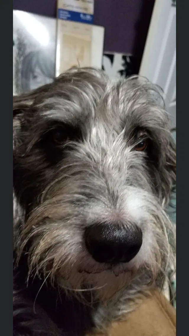Lost dog in Mount Clemens, MI, 48043