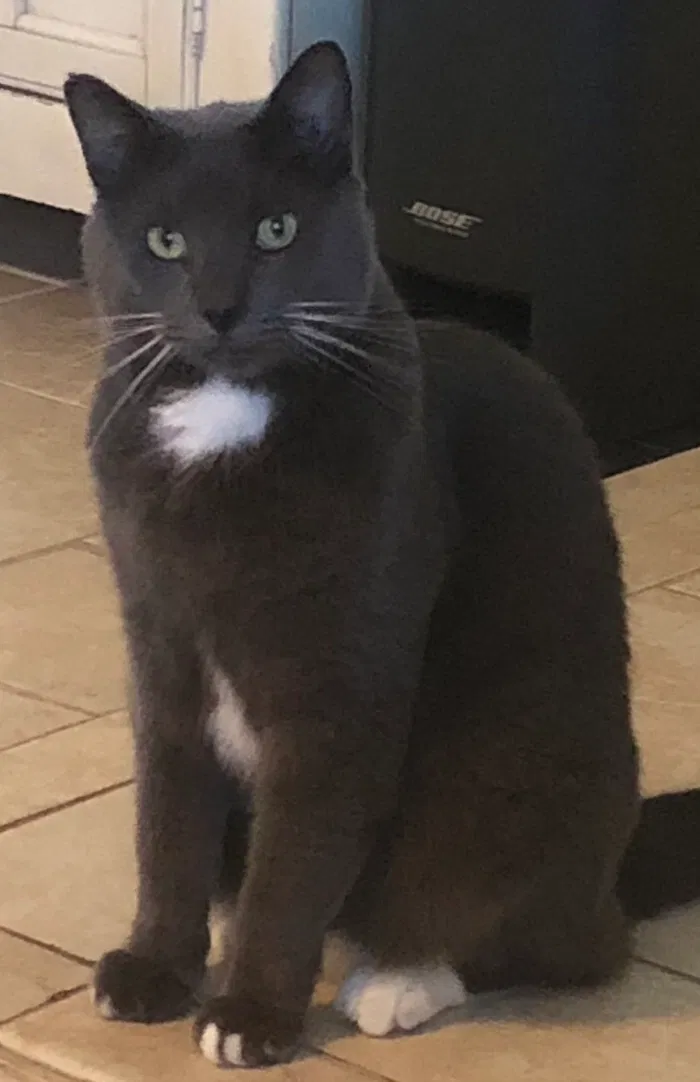 Lost cat in Melbourne, FL, 32934