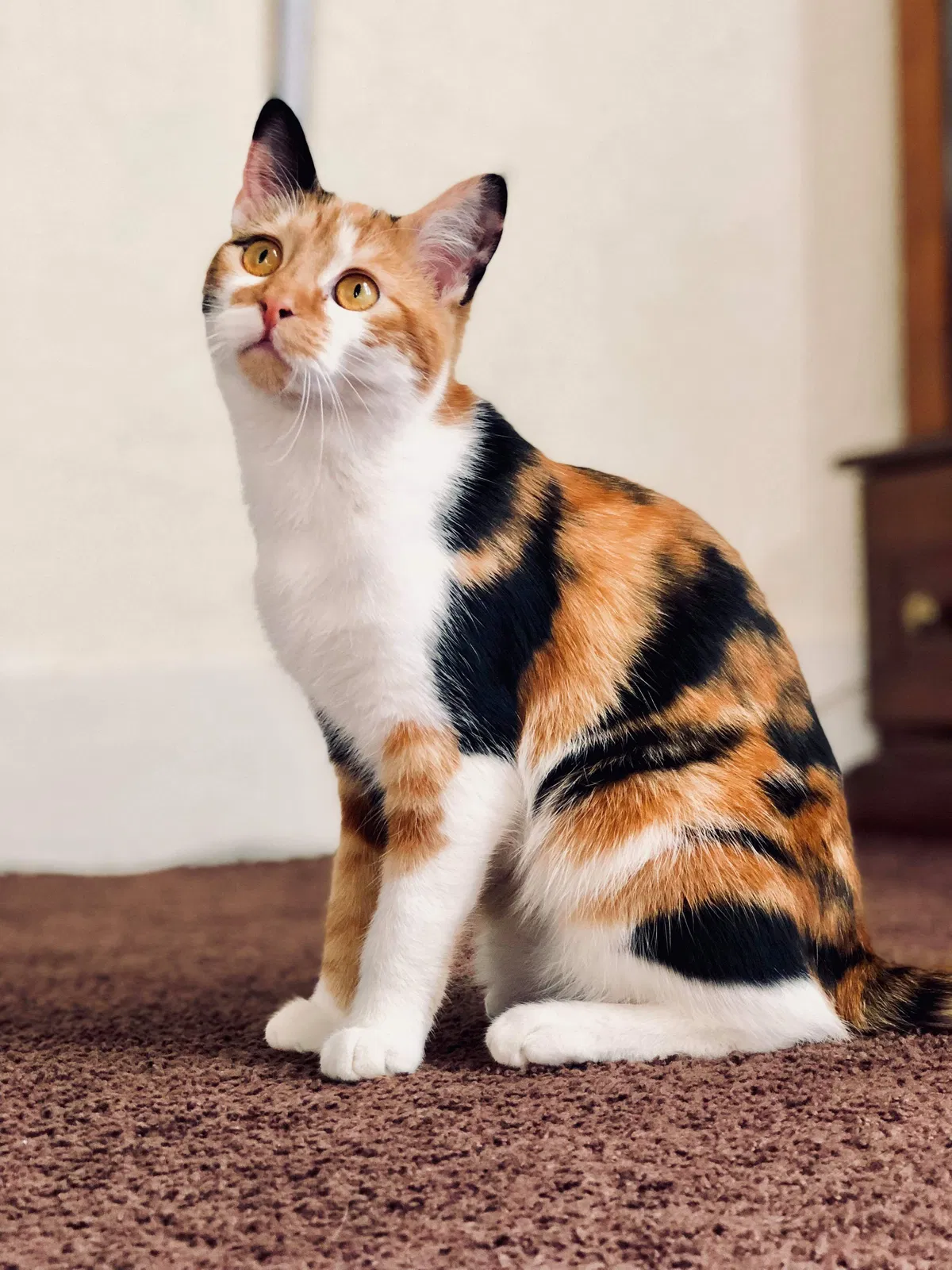 Lost cat in Springfield, MO, 65803