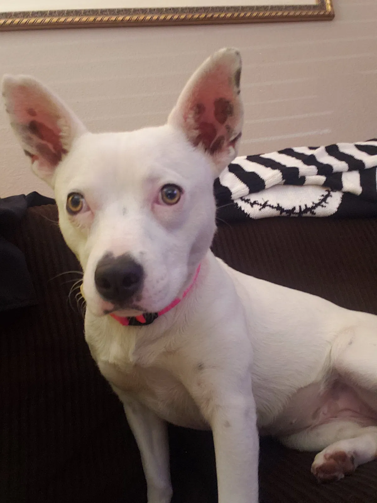 Lost dog in Lake Elsinore, CA, 92530
