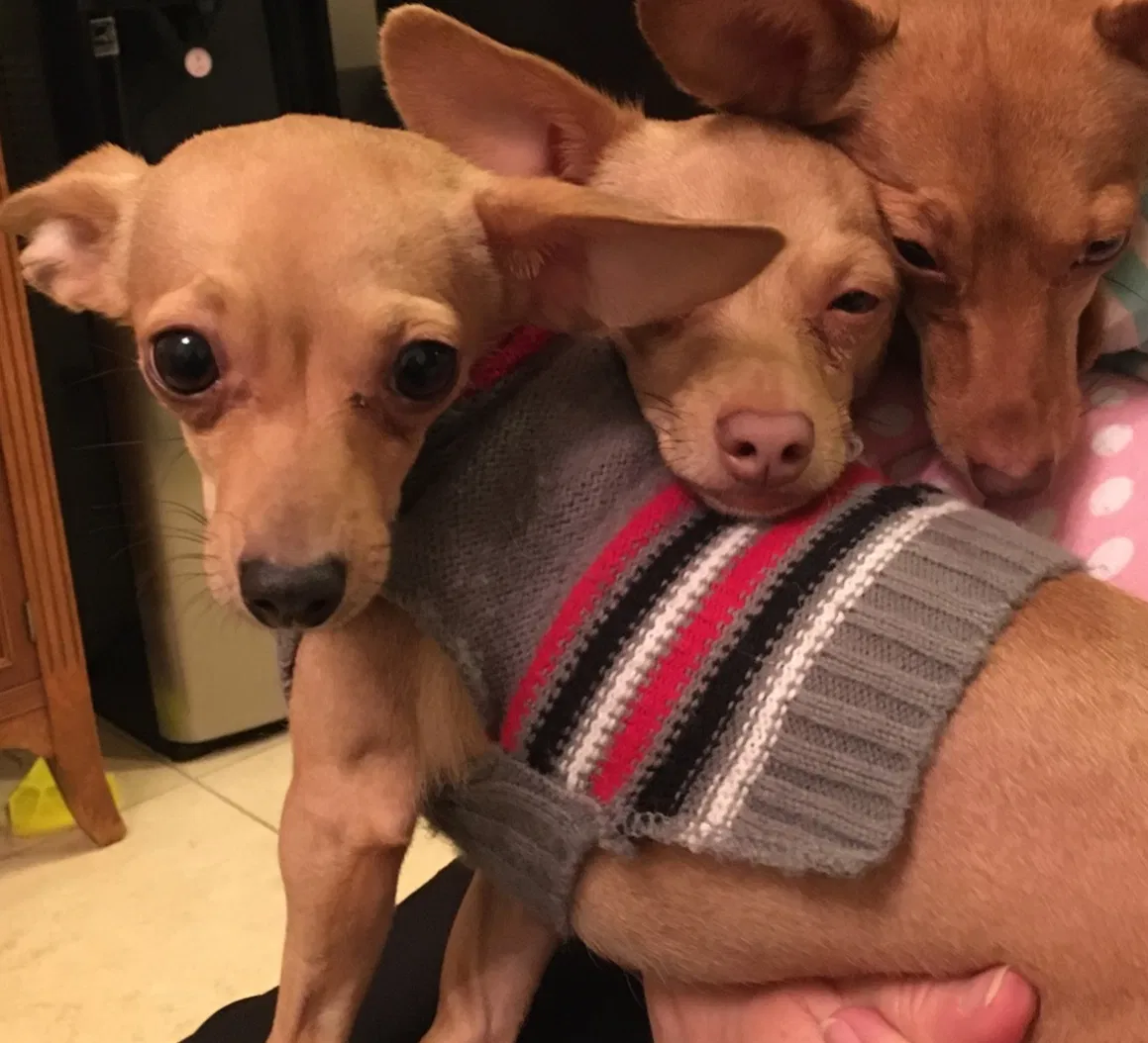 Lost dog in Gilbert, AZ, 85298