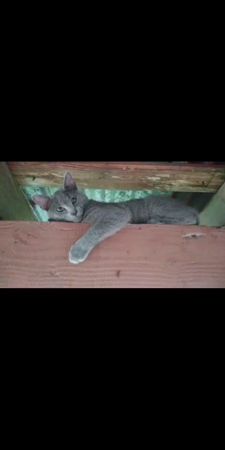 Lost cat in Brownsville, TX, 78521