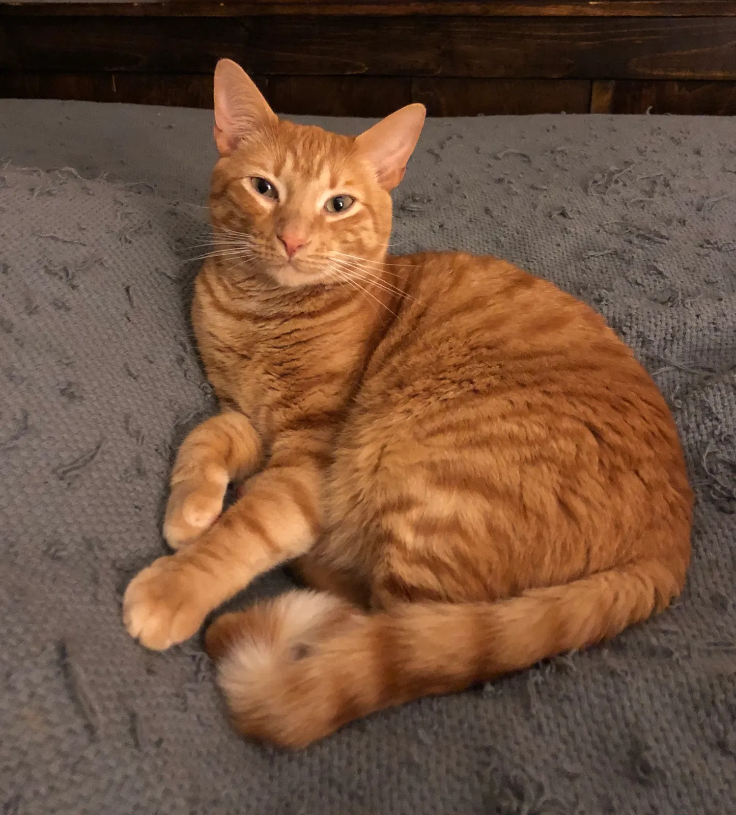 Lost cat in Wellford, SC, 29385