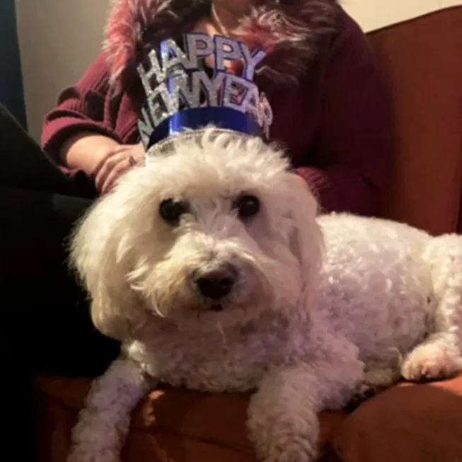 Lost dog in Modesto, CA, 95350