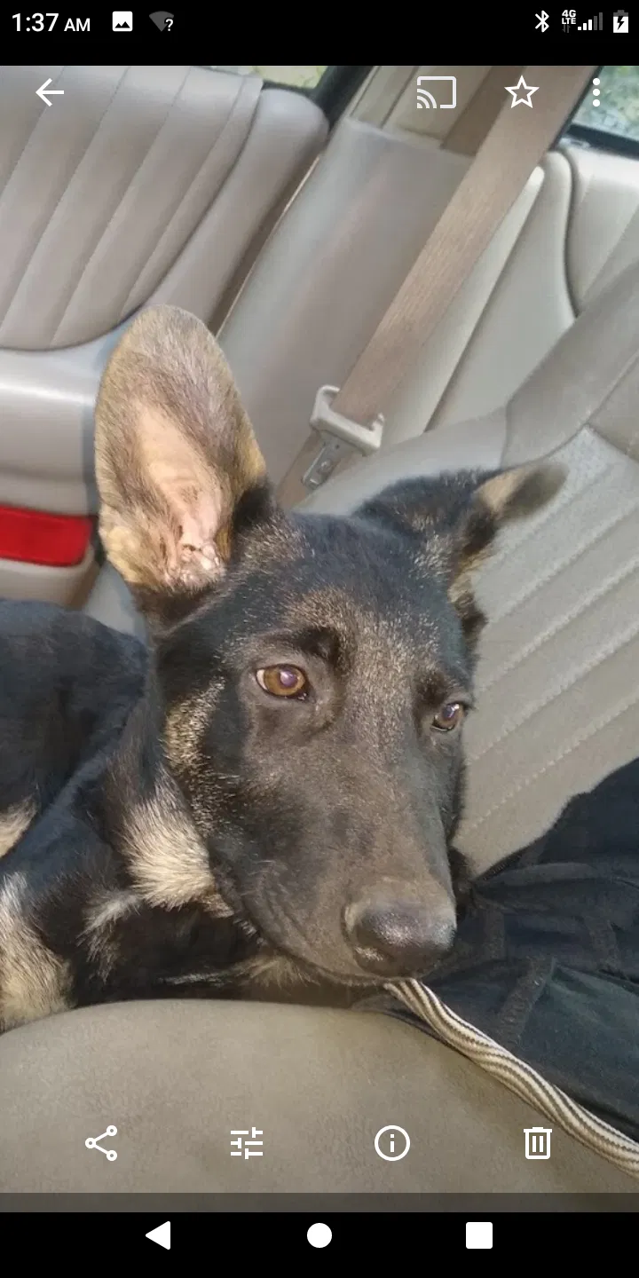 Lost dog in Santa Rosa, CA, 95407
