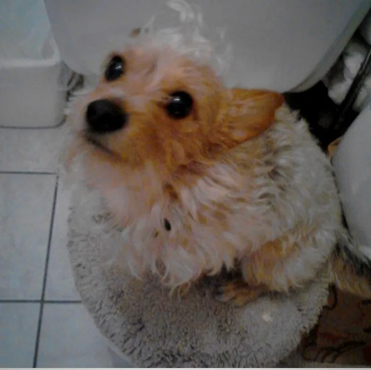 Lost dog in Berwyn, IL, 60402