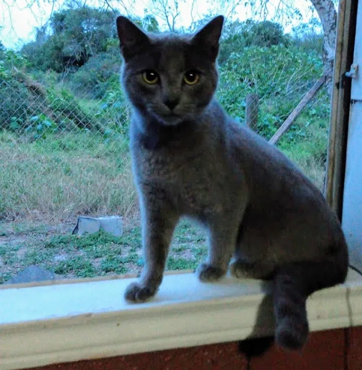 Lost cat in Brownsville, TX, 78521