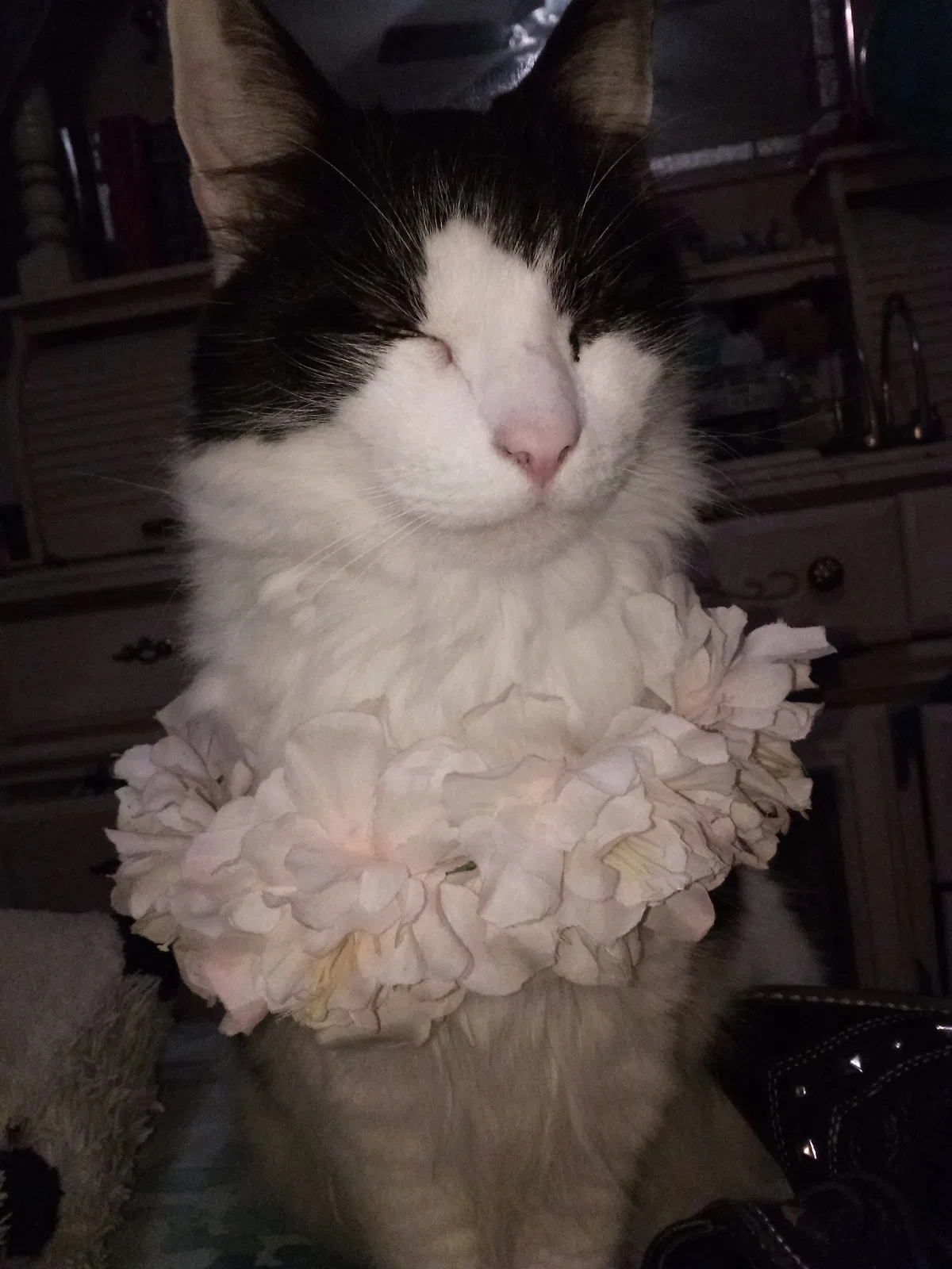 Lost cat in Melbourne, FL, 32935