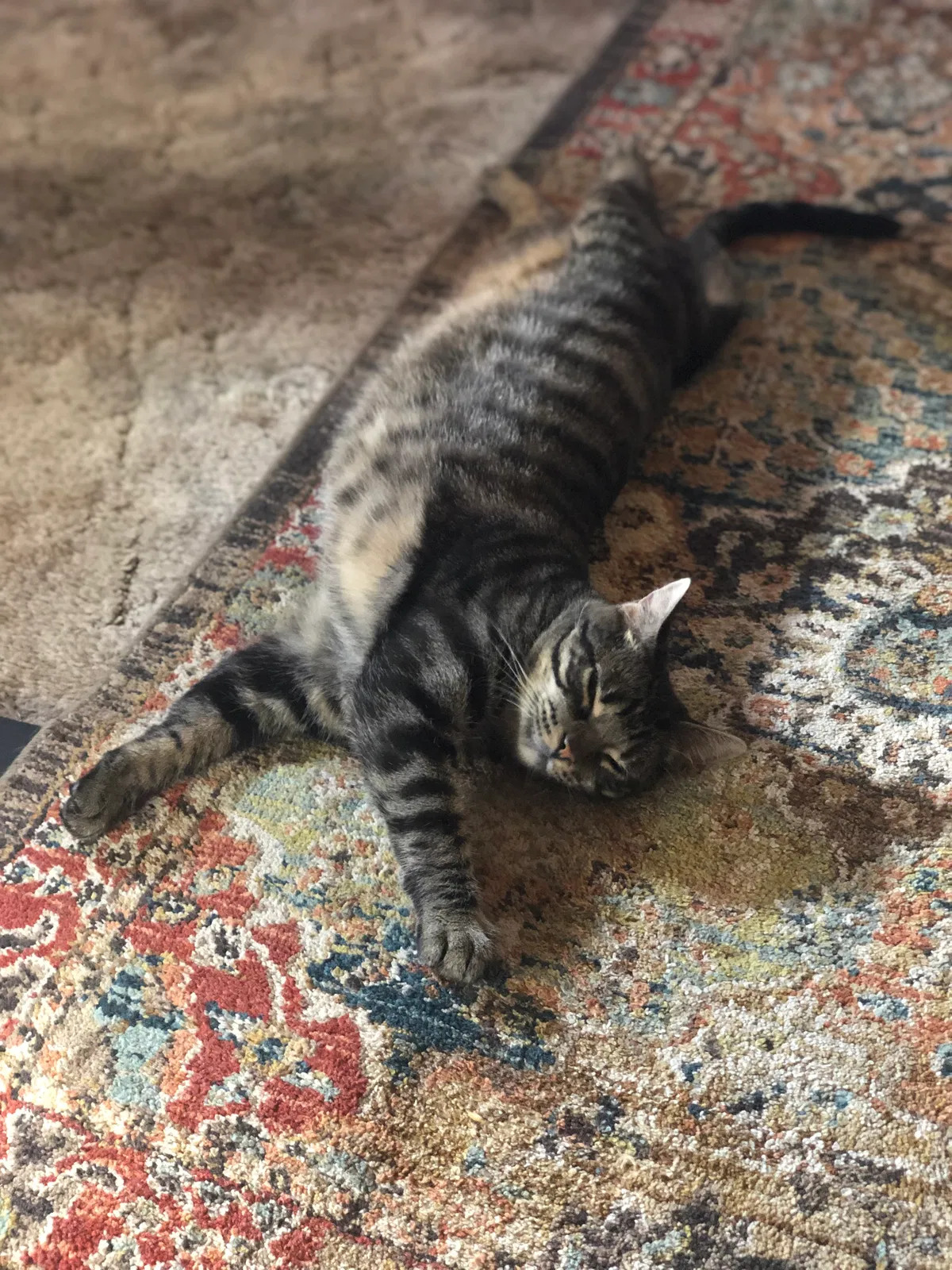 Lost cat in Cottonwood, AZ, 86326