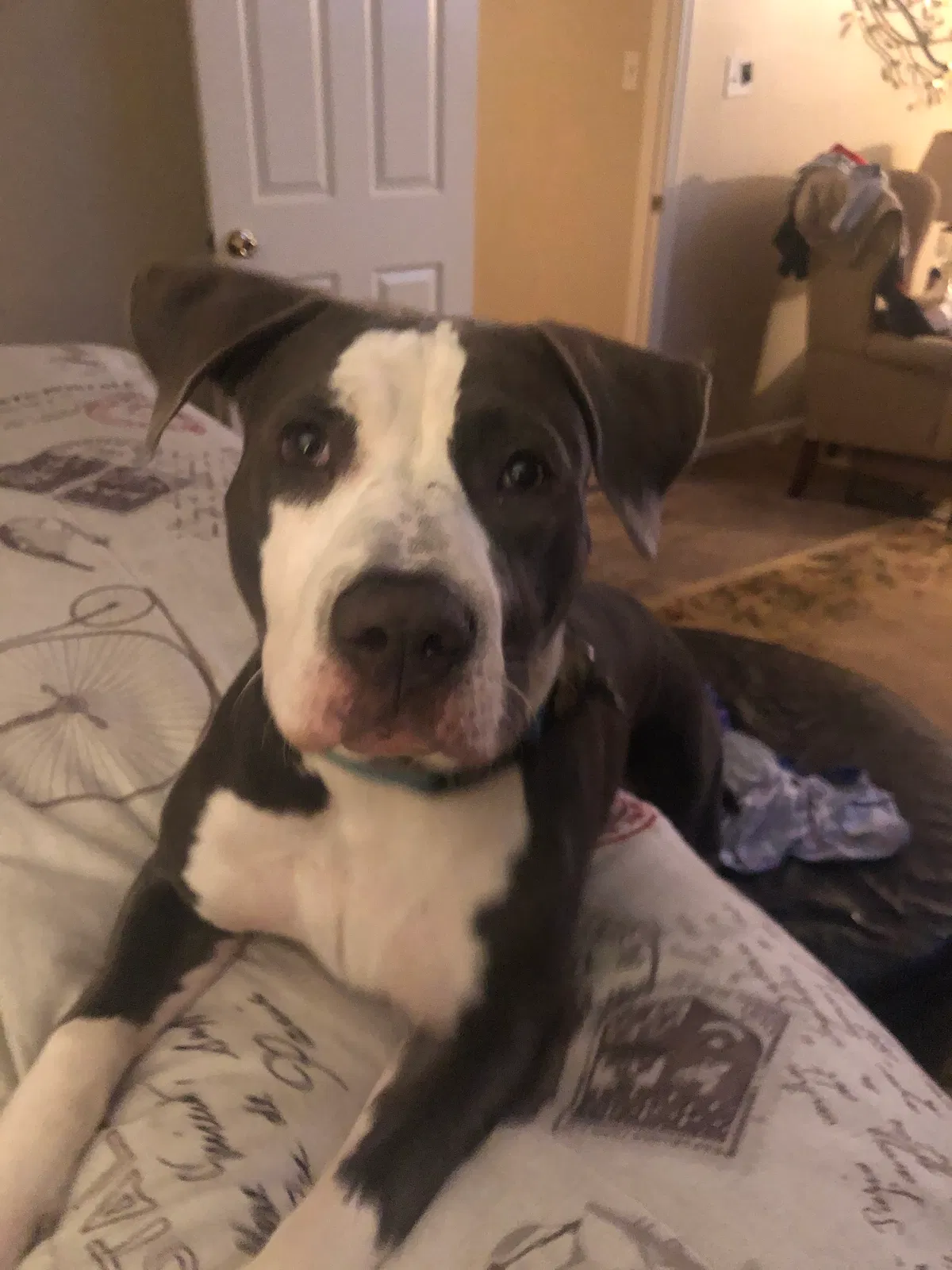Lost dog in Savannah, GA, 31406