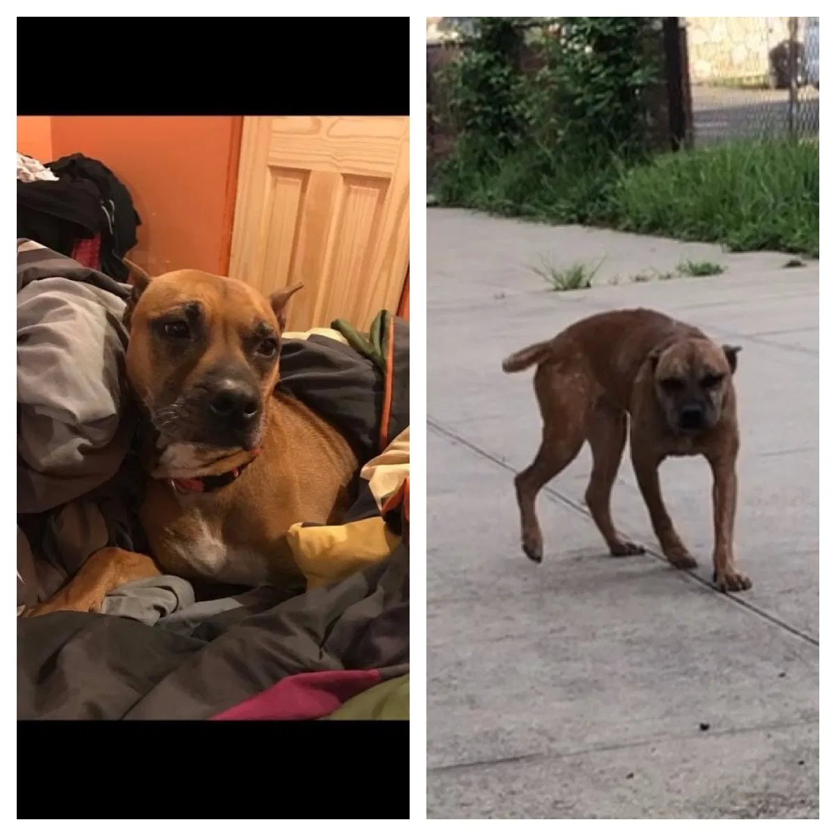Lost dog in East Elmhurst, NY, 11369