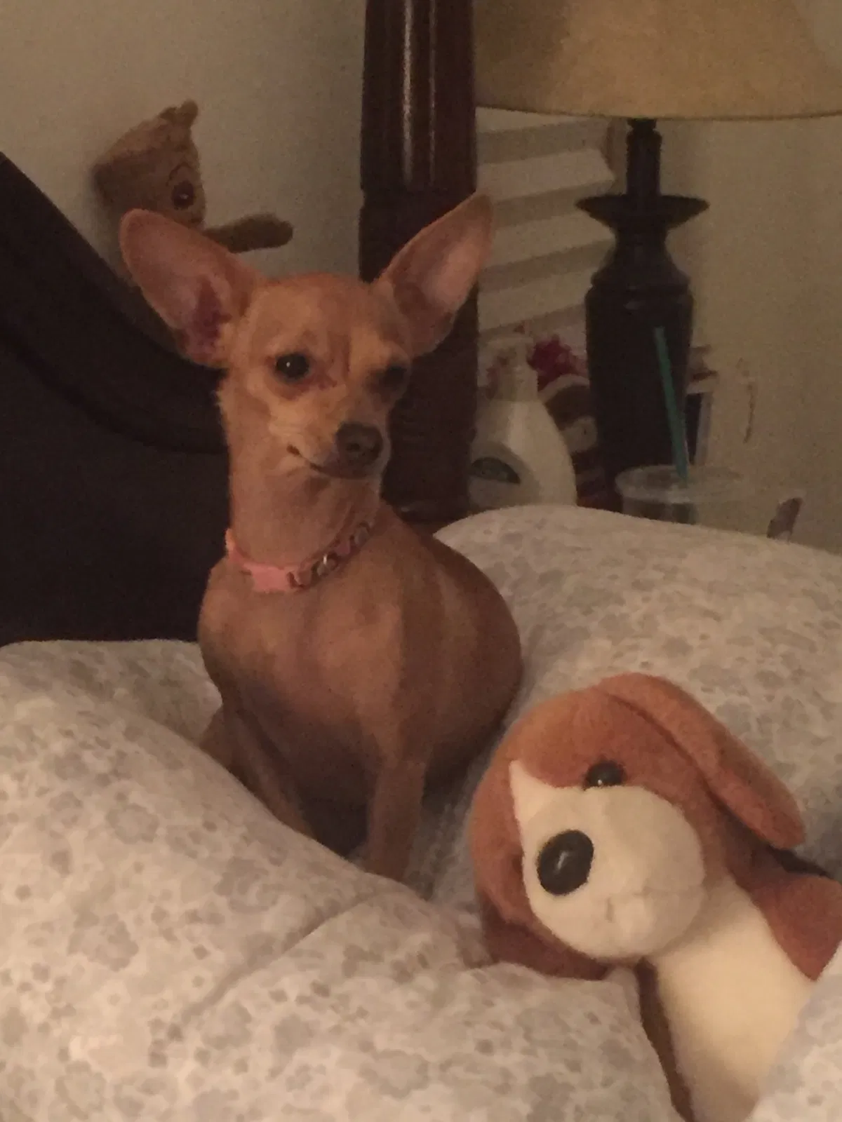 Lost dog in Gilbert, AZ, 85298
