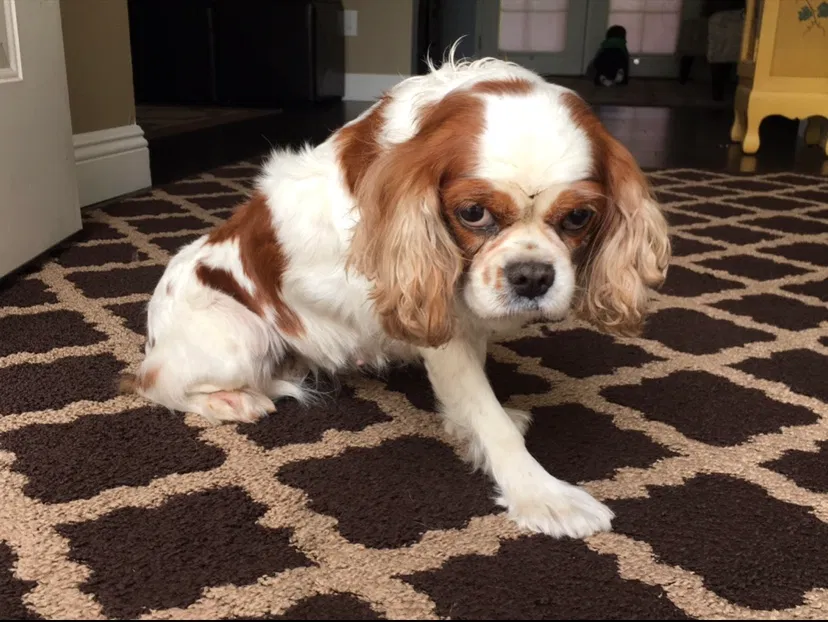 Lost dog in Chula Vista, CA, 91911