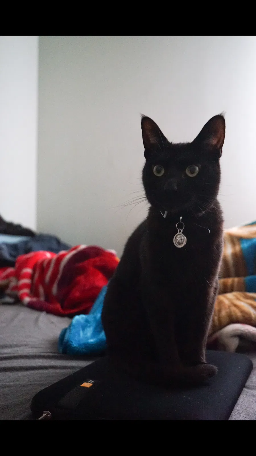 Lost cat in Oakland, CA, 94606