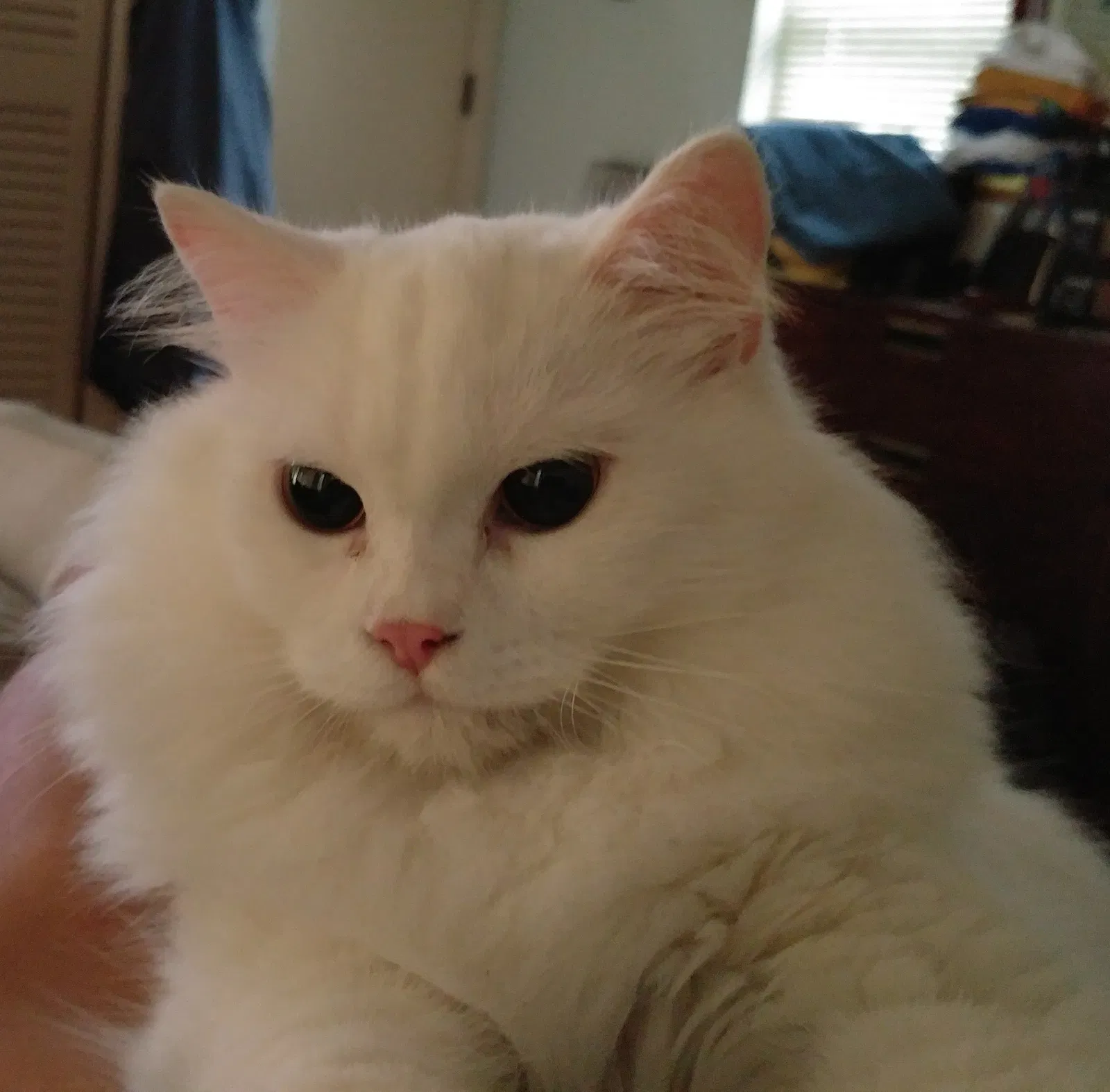 Lost cat in Punta Gorda, FL, 33950