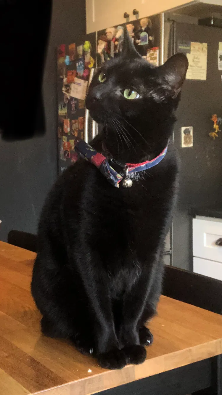 Lost cat in Philadelphia, PA, 19148