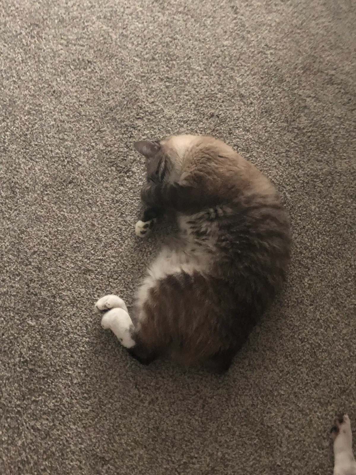 Lost cat in Greenville, SC, 29615