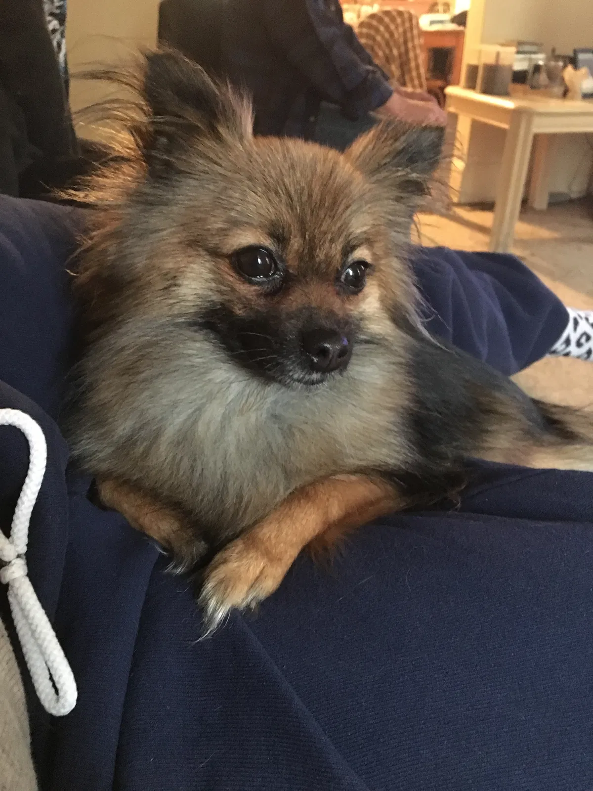 Lost dog in Cincinnati, OH, 45205