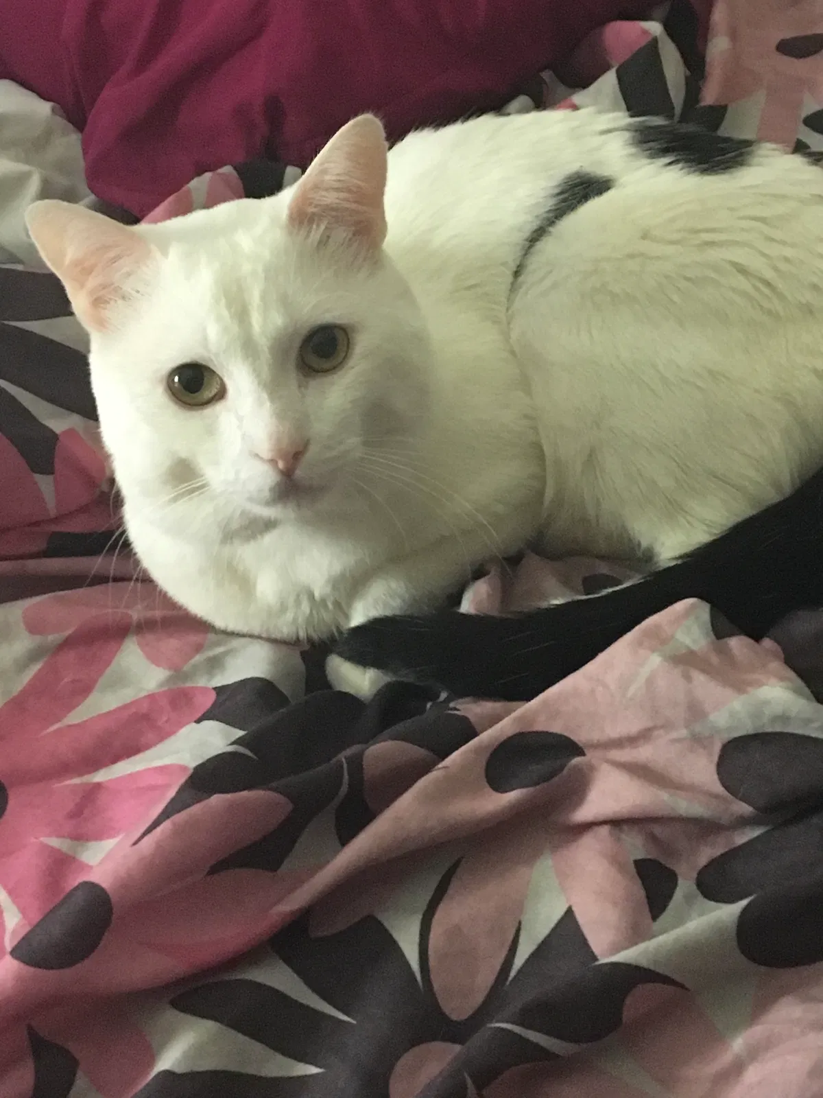Lost cat in Antelope, CA, 95843