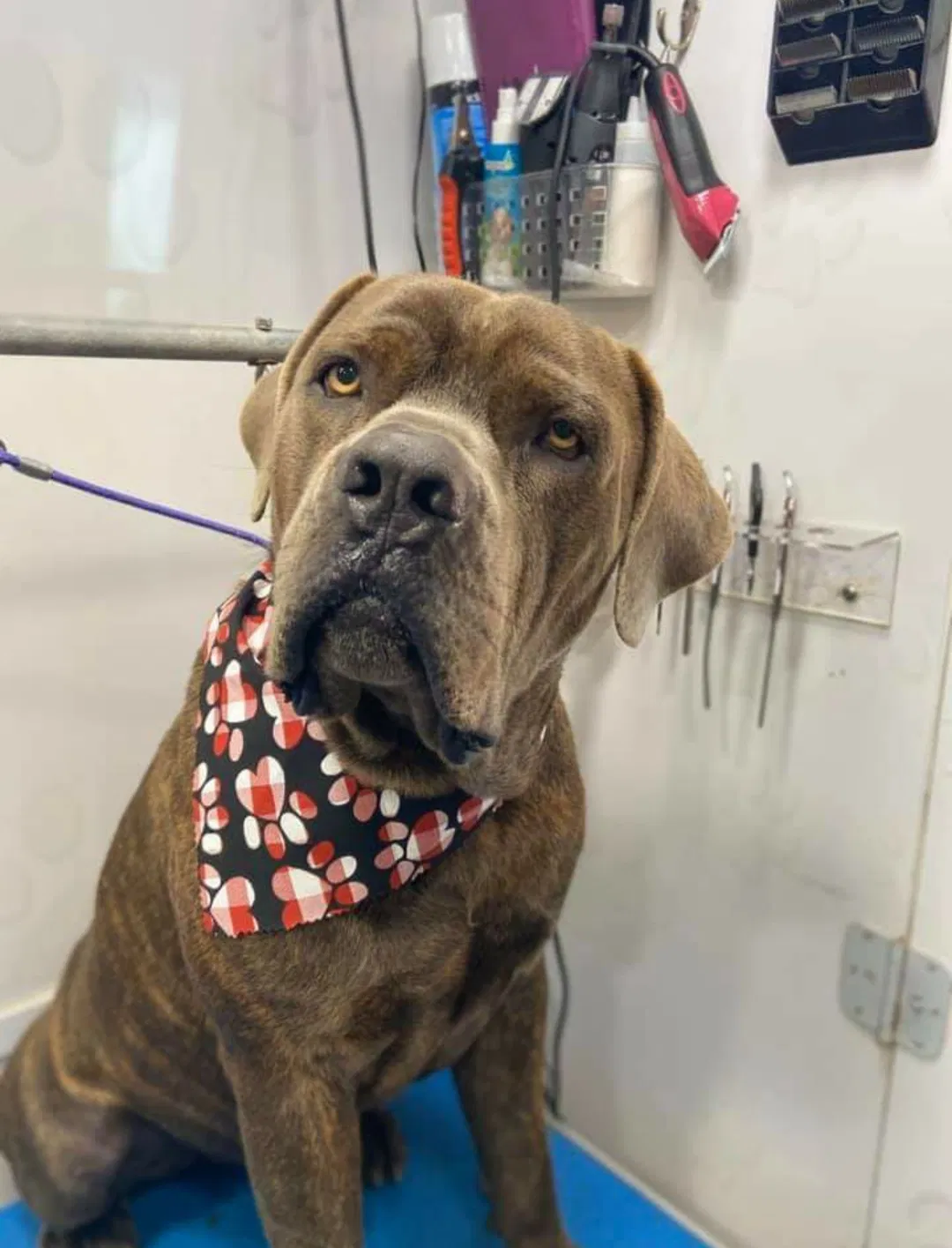Lost dog in Miami, FL, 33170