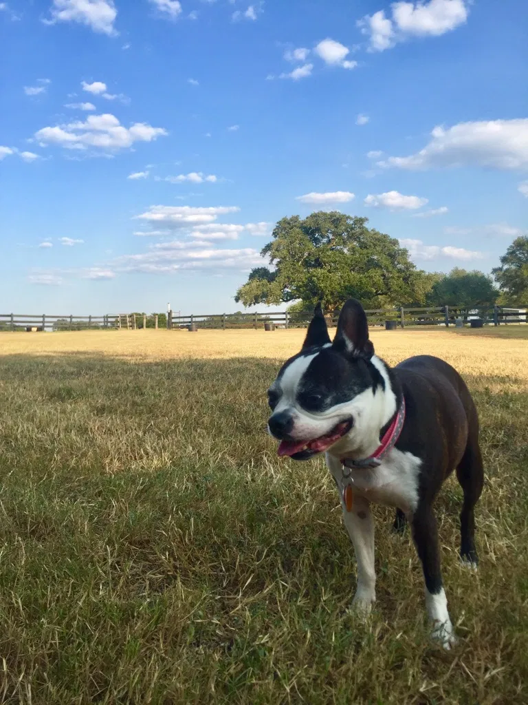 Lost dog in Elgin, TX, 78621