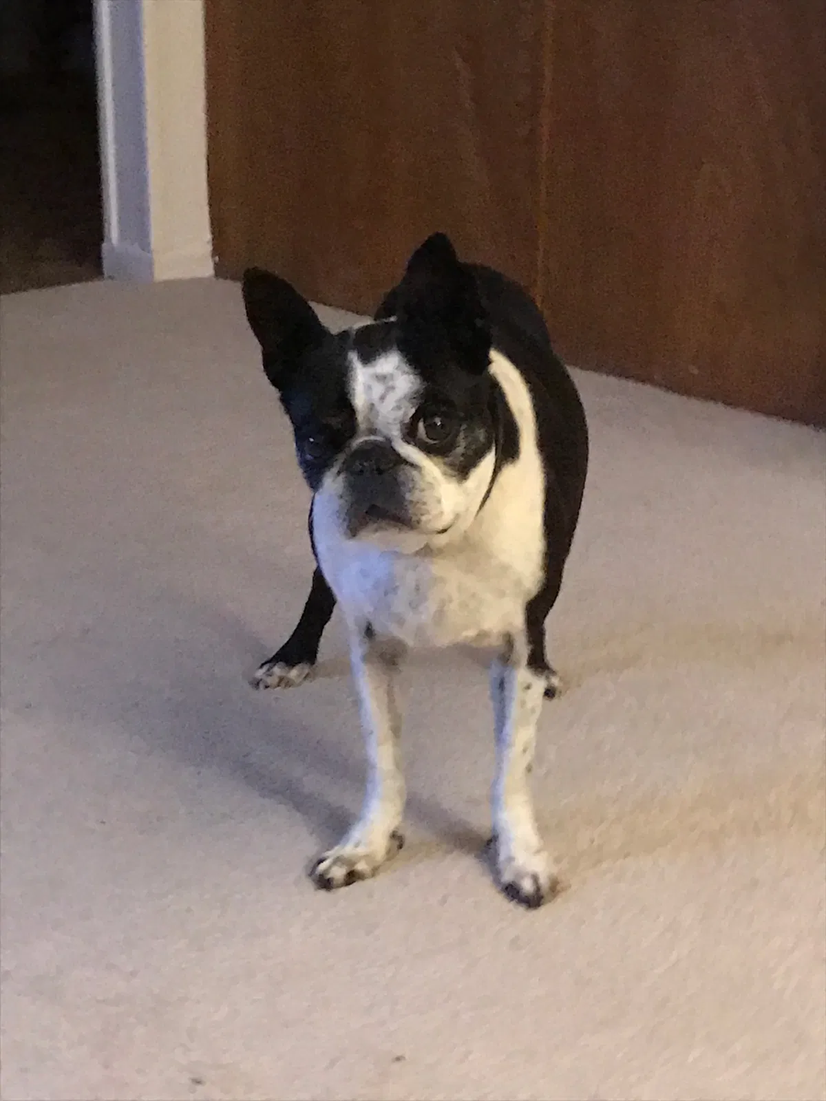 Lost dog in Redlands, CA, 92374