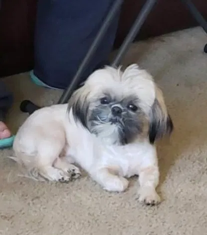 Lost dog in Imperial Beach, CA, 91932