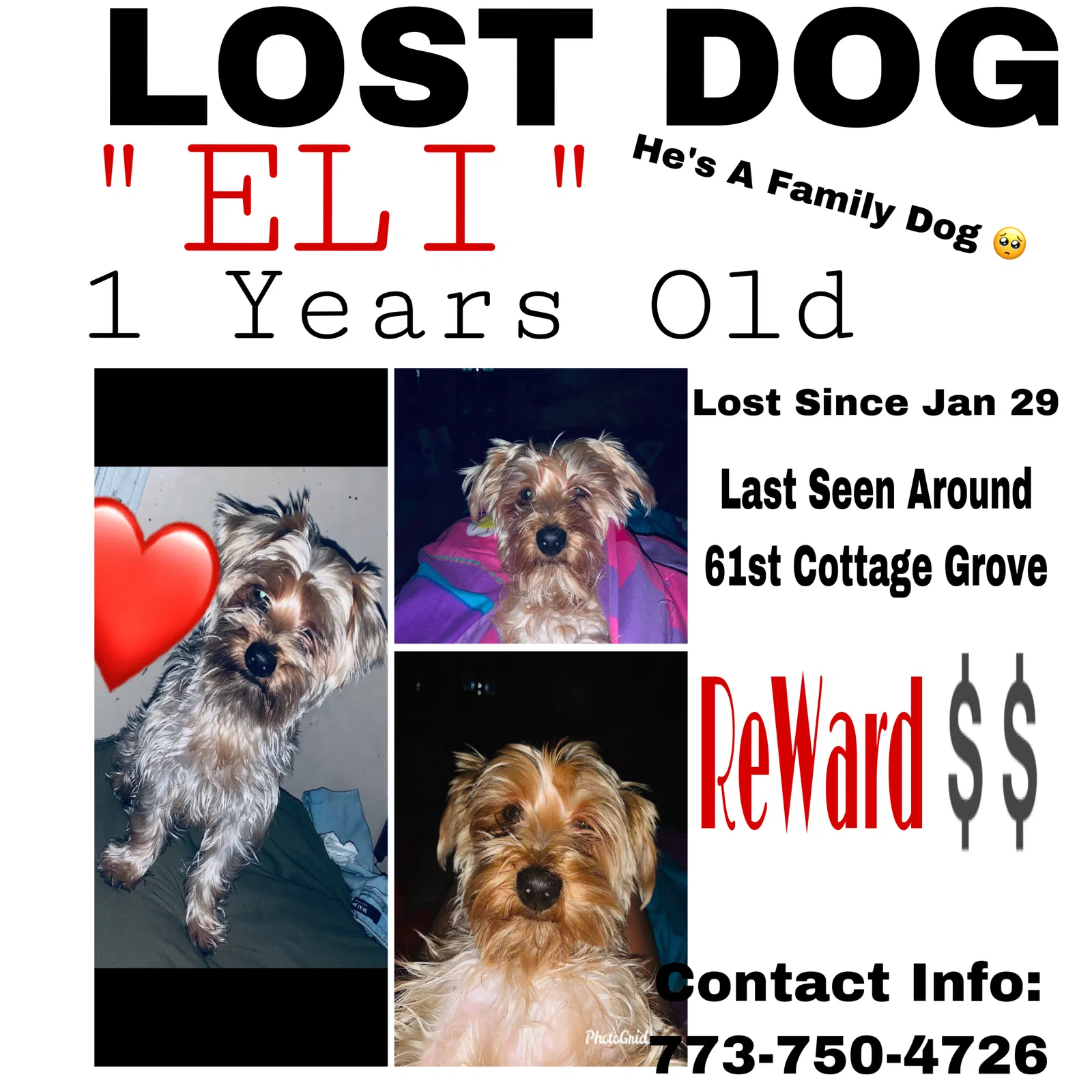 Lost dog in Chicago, IL, 60637