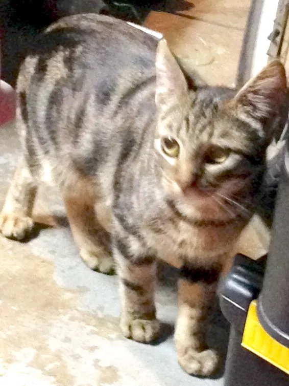 Lost cat in Milton, FL, 32571