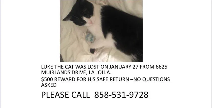Lost cat in La Jolla, CA, 92037