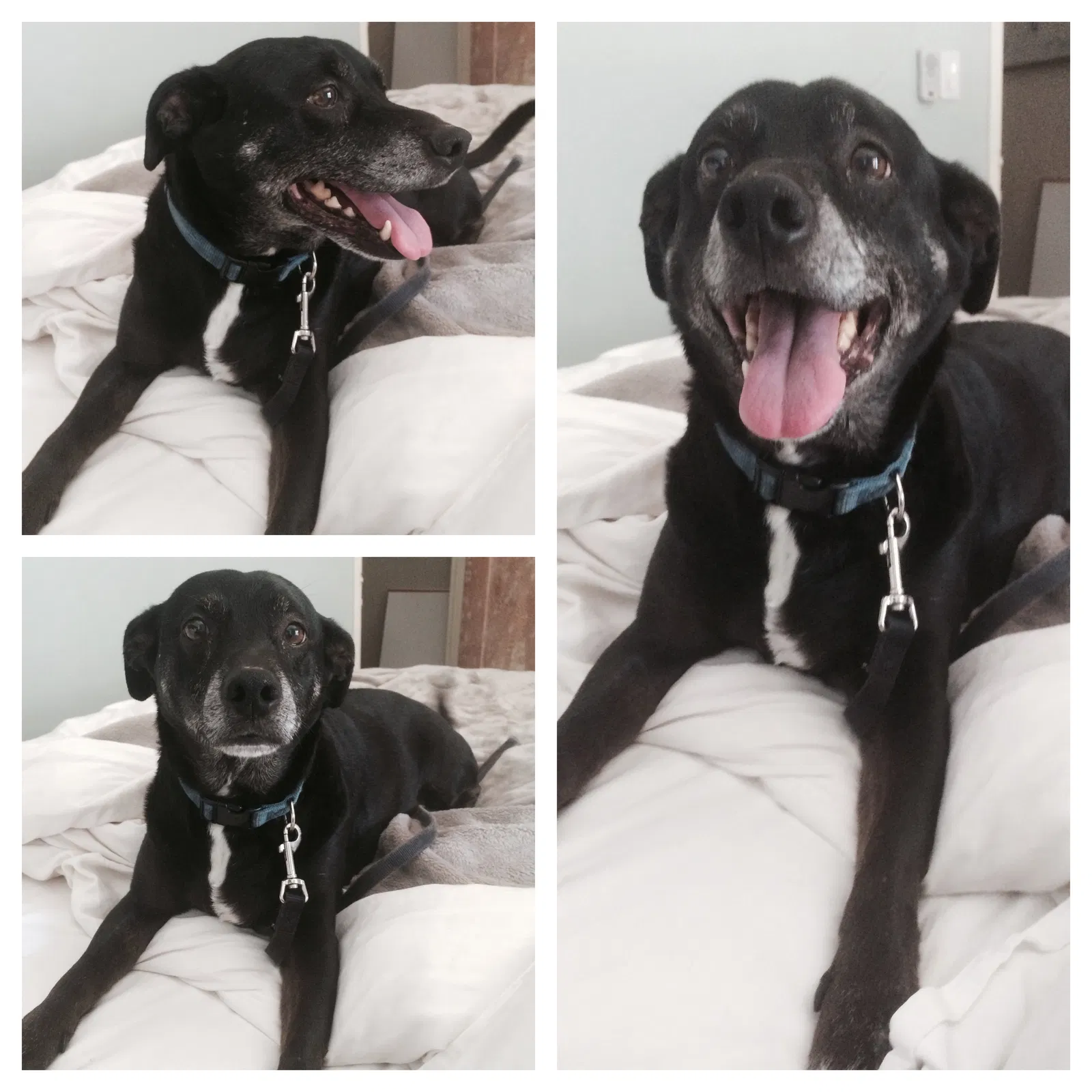 Lost dog in Los Angeles, CA, 90036