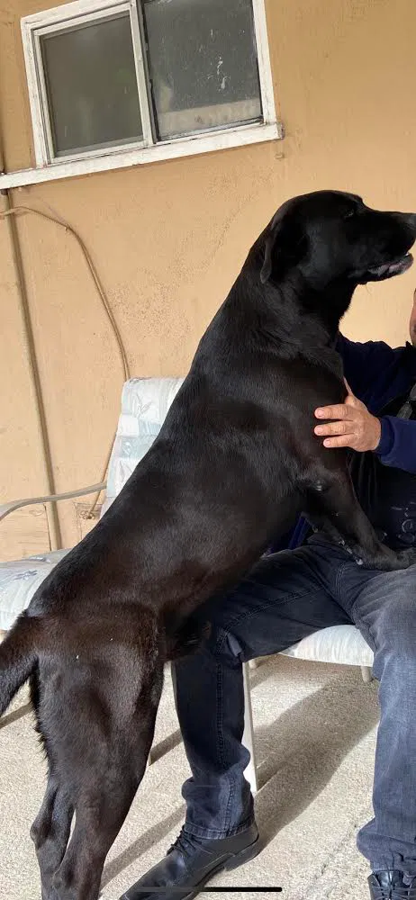 Lost dog in San Bernardino, CA, 92407