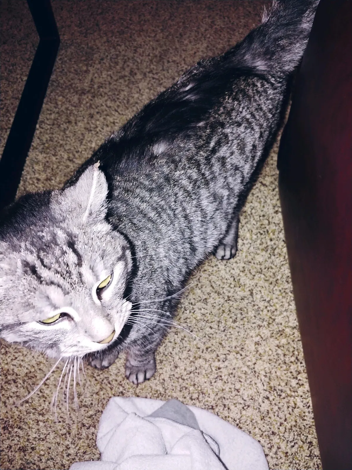 Lost cat in Toledo, OH, 43613