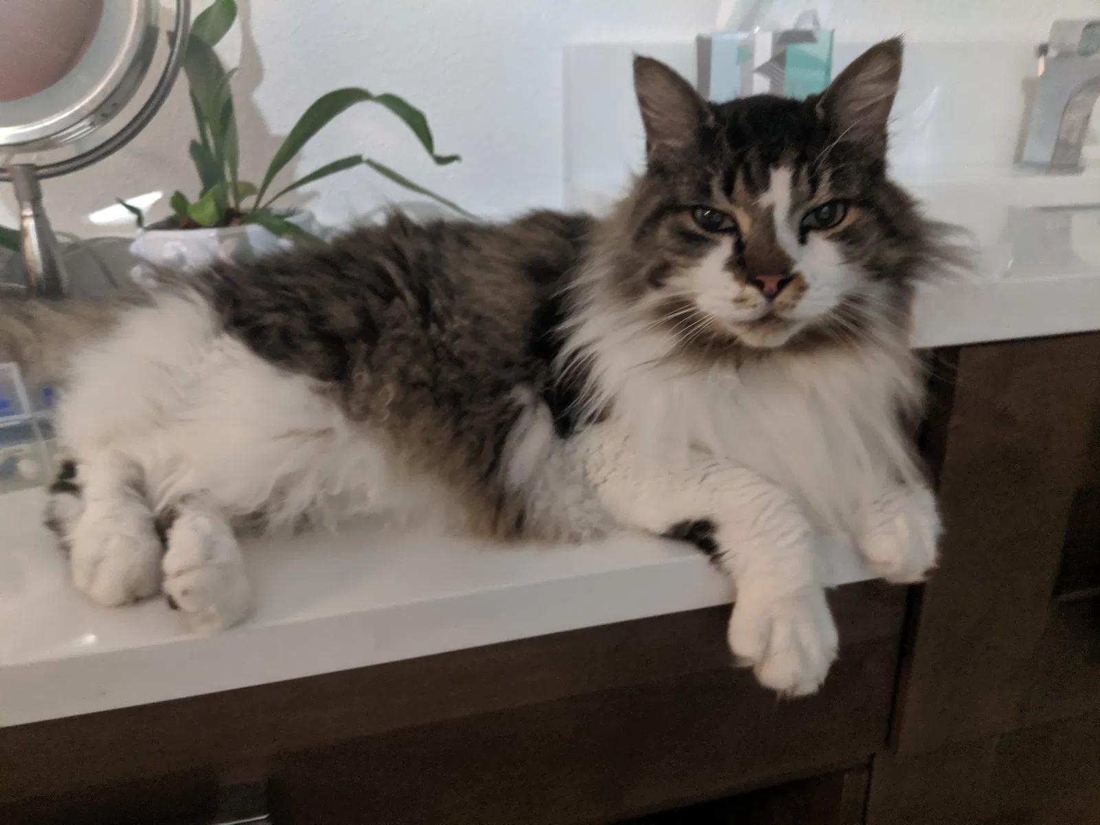 Lost cat in Seattle, WA, 98116