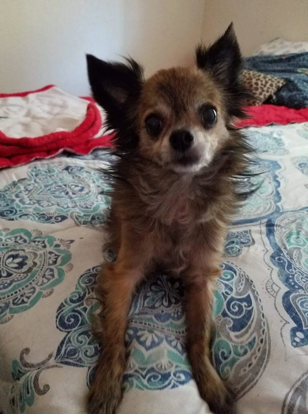 Lost dog in Unknown, CA, 98525