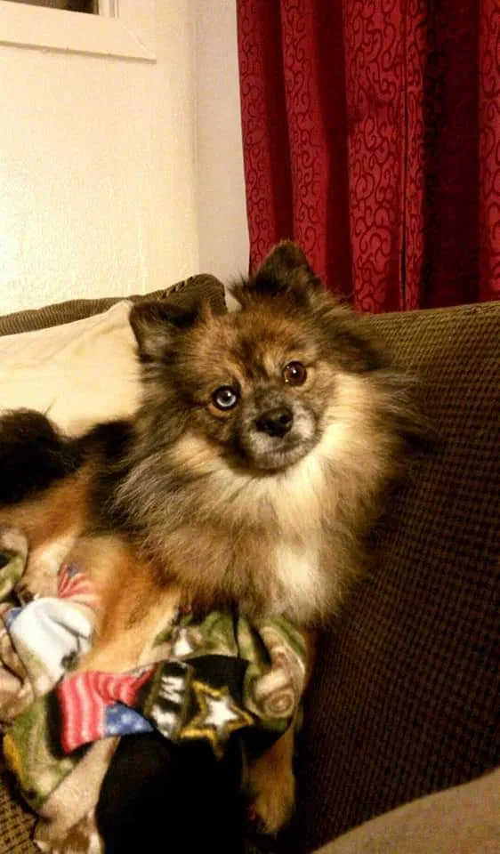 Lost dog in Lawton, OK, 73505