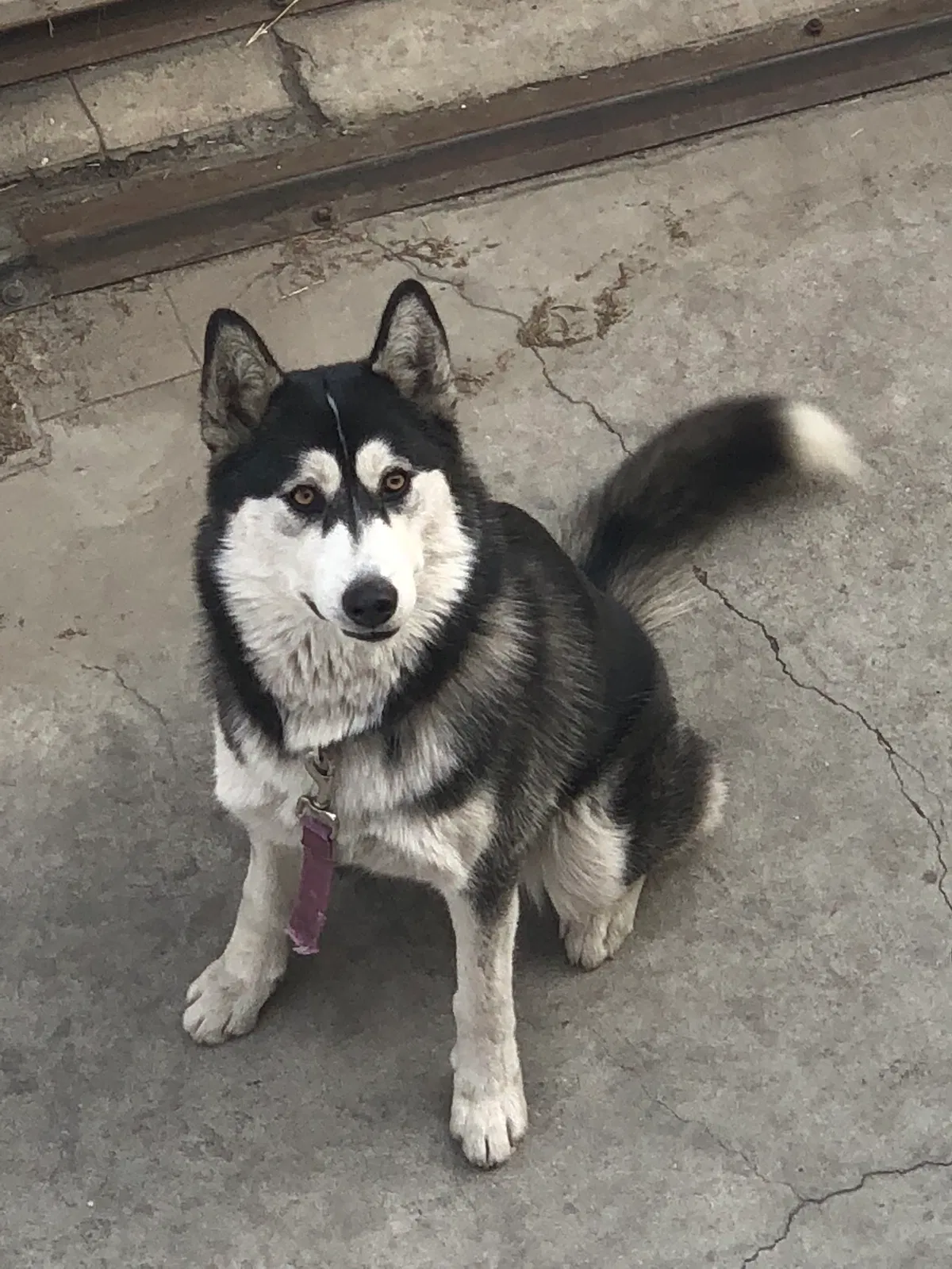 Lost dog in Los Angeles, CA, 90003