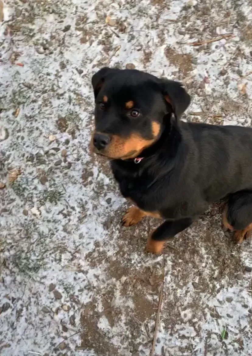 Lost dog in Yakima, WA, 98901