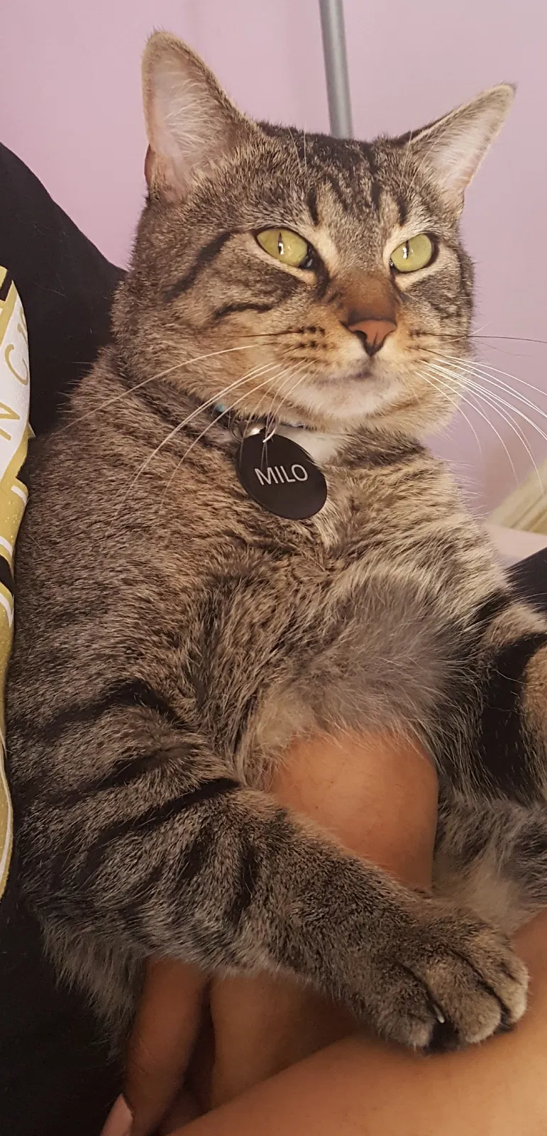 Lost cat in Paterson, NJ, 7504