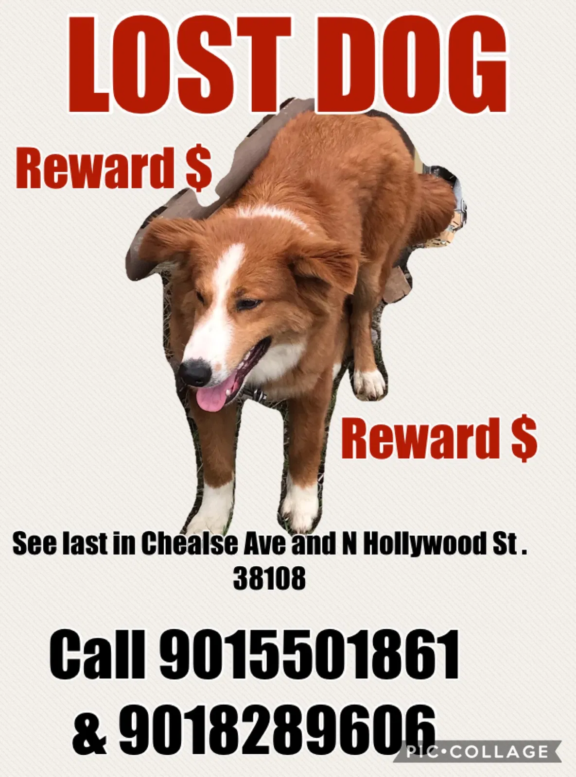 Lost dog in Memphis, TN, 38108