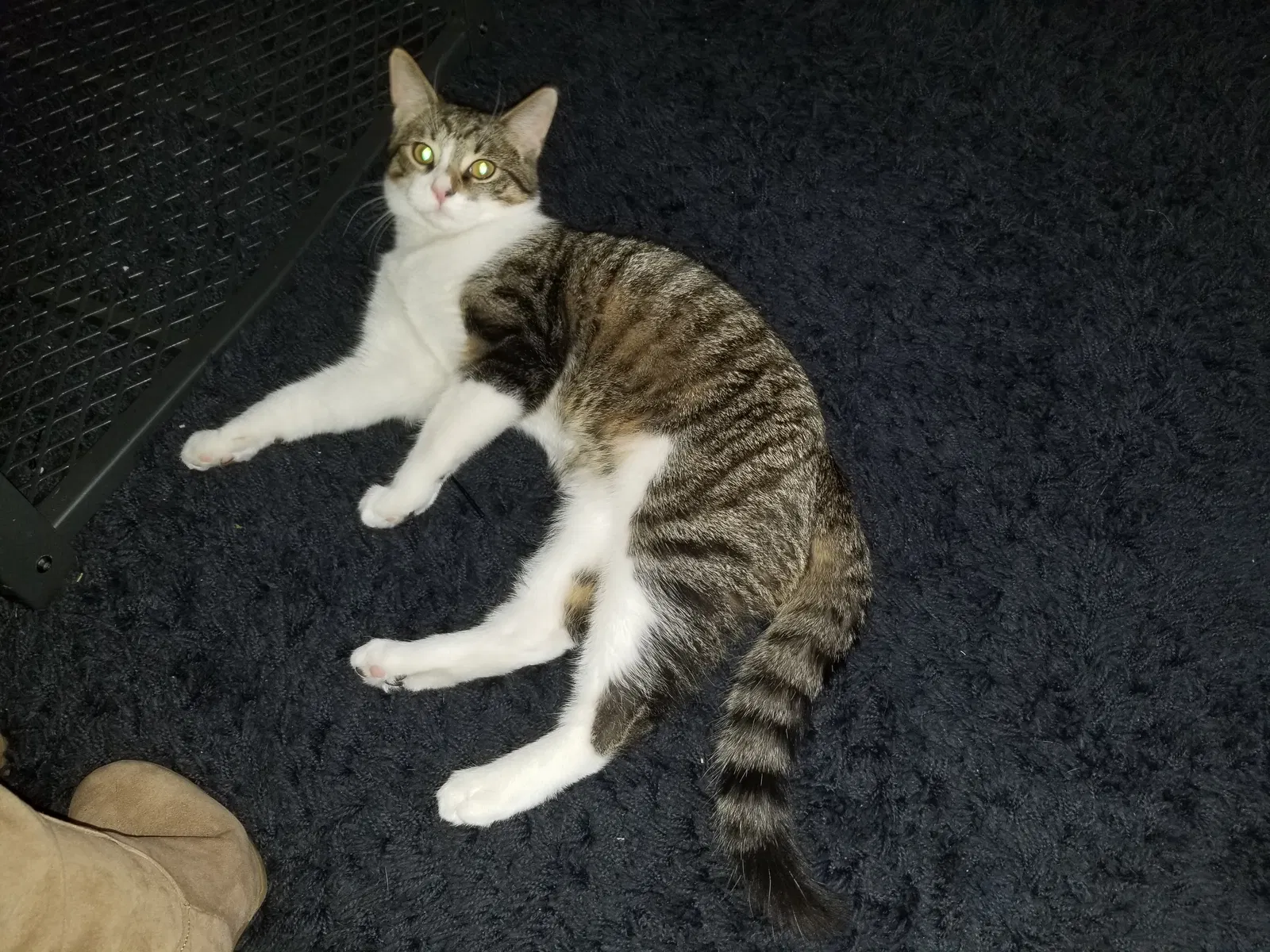 Lost cat in Cincinnati, OH, 45241