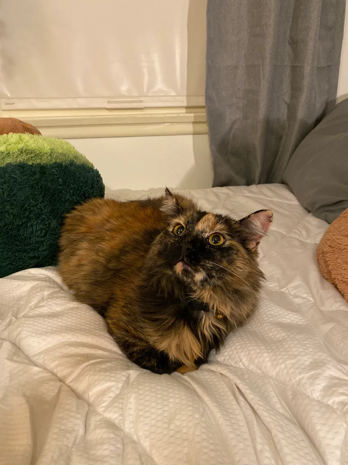 Lost cat in Glendora, CA, 91741