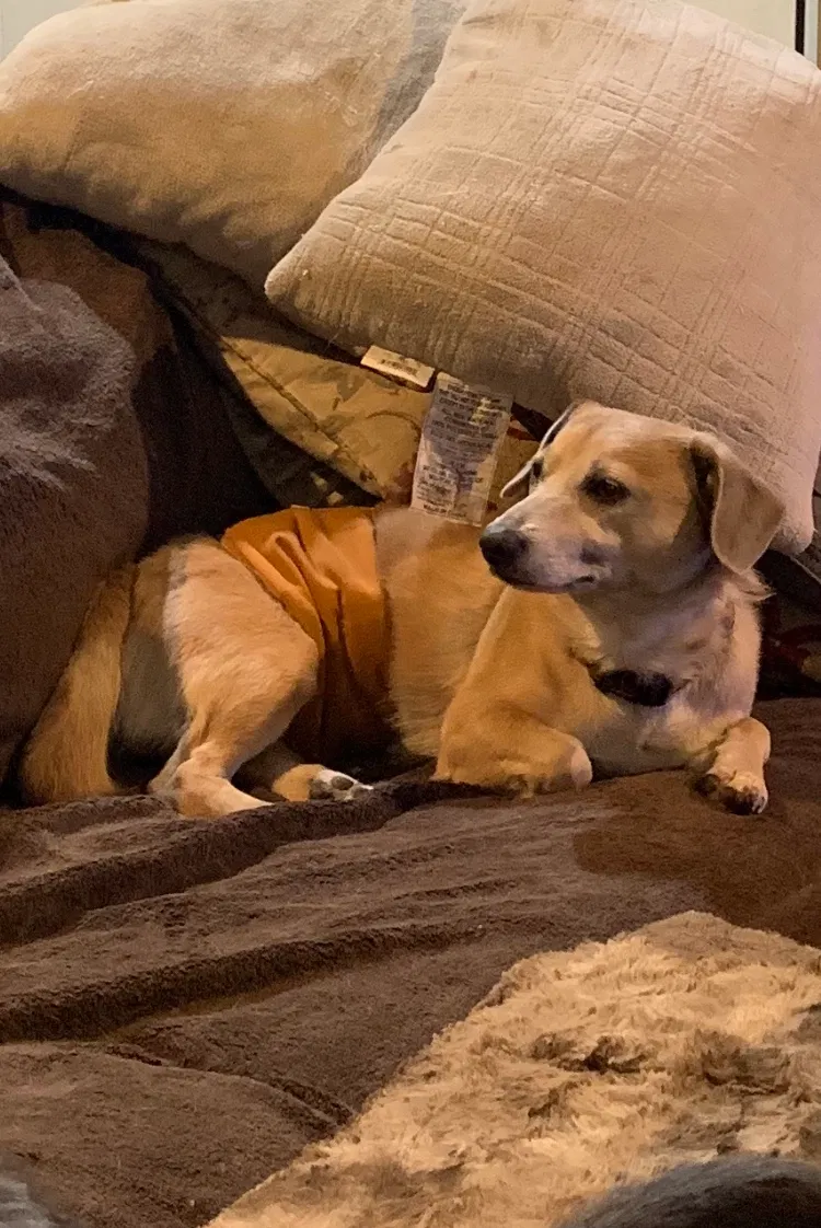 Lost dog in Bronson, MI, 49028