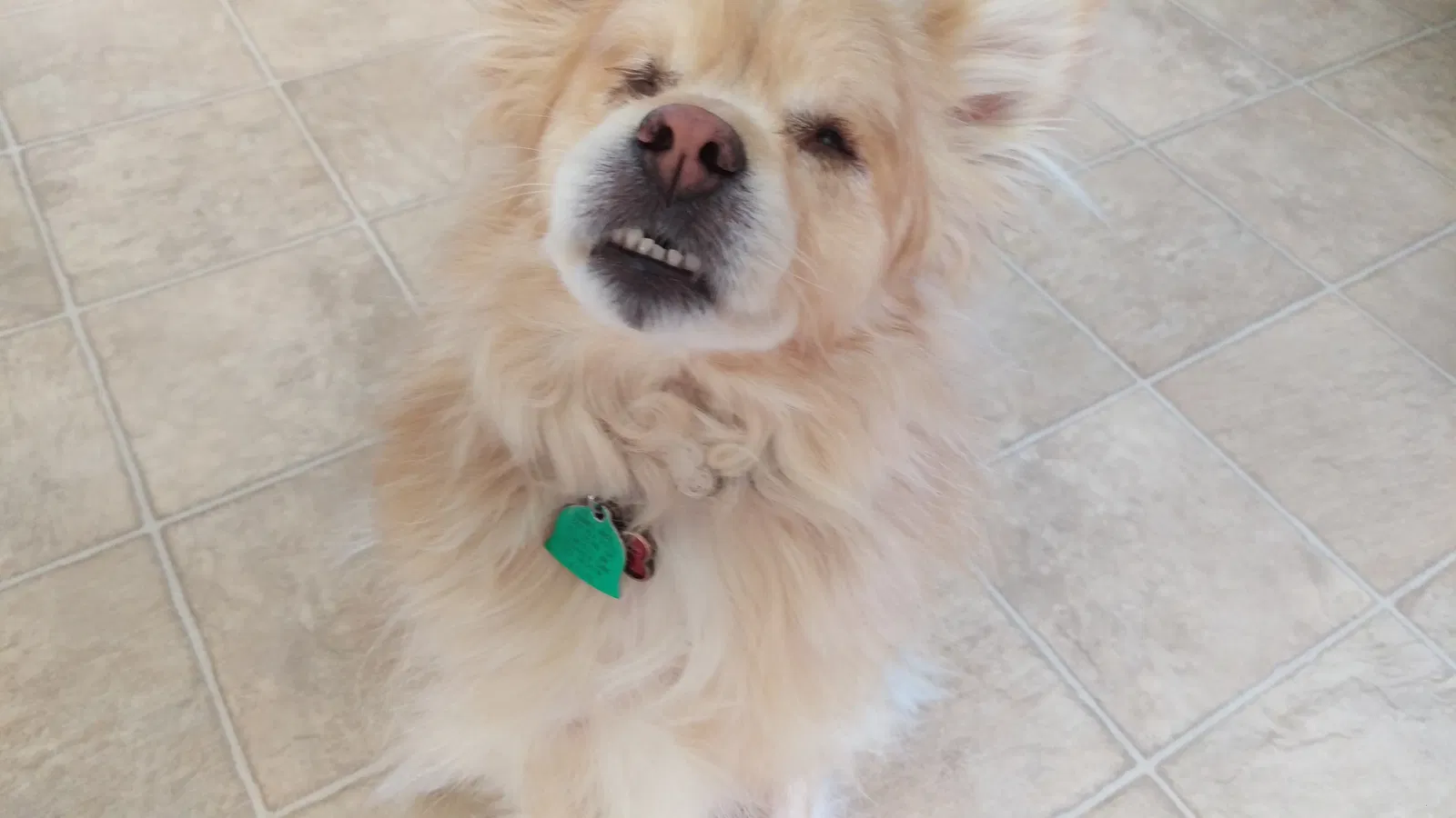 Lost dog in Clear Lake, MN, 55319