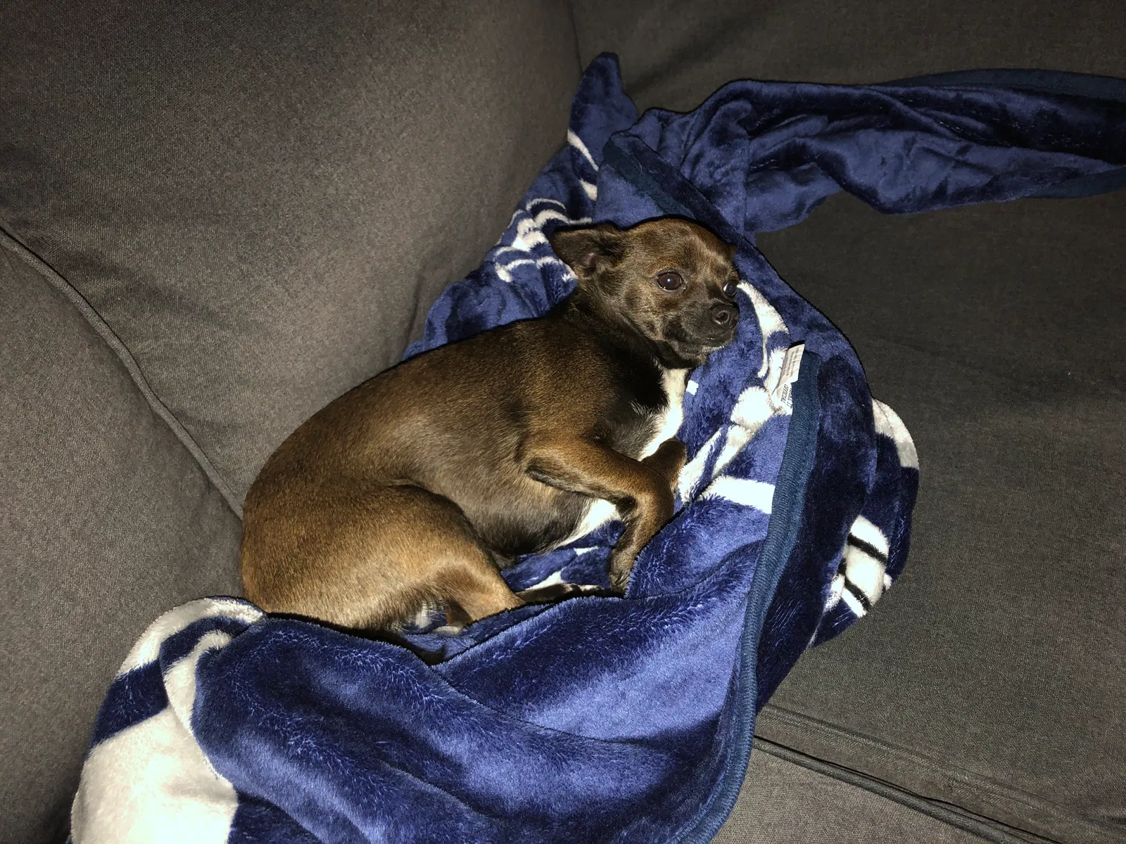 Lost dog in Burleson, TX, 76028